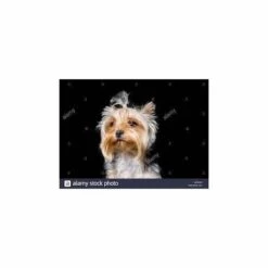 CHADOG Elastiques York /100 Varies Fluo Diam 10 Mm -Toilletage et hygiène du chien Soldes 10116151 3