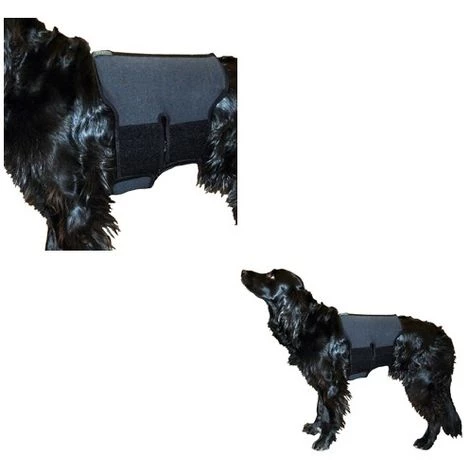 Ceinture Lombaire Pour Chien En Tissu Thérapeutique Désignation : Ceinture Lombaire | Taille : L Back On Track 33112 1 Ceinture Lombaire Pour Chien En Tissu Thérapeutique Désignation : Ceinture Lombaire | Taille : L Back On Track 33112