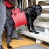 Harnais De Soutien Antérieur Pour Chiens Handicapés Ou à Mobilité Réduite Désignation : Harnais De Soutien MORIN IMPORT 227300