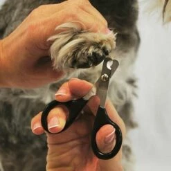 IBANEZ Coupe-ongles Pour Chats Ou Chiens Pour Chats Ou Petits Chiens -Toilletage et hygiène du chien Soldes 23070225 3