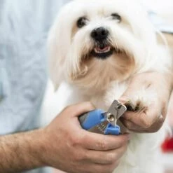 BETTERLIFE Coupe Ongles Chat Coupe Griffes Chat Professionnels Animal De Compagnie Soins Des Griffes Coupe Ongle Pour Les Chats, Chiens, Lapins, Des Oiseaux Et Petits Animaux En Acier Inoxydable Avec -Toilletage et hygiène du chien Soldes 33929720 5