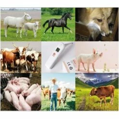 BETTERLIFE Thermomètre Numérique Pour Pour Animaux Thermomètre Electronique Est Un Thermomètre Rectal Rapide Pour Chiens, Chats, Chevaux, Bétail Et Cliniques Pour Animaux De Compagnie -Toilletage et hygiène du chien Soldes 37085438 5