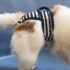 BETTERLIFE Namsan Couche Pour Chien (Paquet De 3) Lavables Culotte Pour Chien Femelle Chaleur Confortable Pour Animaux Femelles, Chiens, Chiots -Toilletage et hygiène du chien Soldes 37660482 3