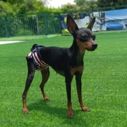 BETTERLIFE Namsan Couche Pour Chien (Paquet De 3) Lavables Culotte Pour Chien Femelle Chaleur Confortable Pour Animaux Femelles, Chiens, Chiots -Toilletage et hygiène du chien Soldes 37660482 4