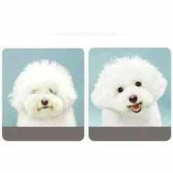 ILOVEMILAN Brosse Chien Brosse Chat, Peigne Déméloir Chien Professionnel Et Brosse Chien Poil Long, Râteau De Toilettage Pour Chien Et Chat Réduit Efficacement La Perte De Cheveux (bleu) -Toilletage et hygiène du chien Soldes 37965054 5