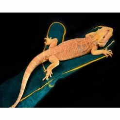 ILOVEMILAN Gants De Manutention Pour Animal, Sécurité Cuir Gants De Travail Pour Le Bain, Le Toilettage, La Manipulation Chien, Chat, Oiseau, Serpent, Lézard, Reptile - Gants De Protection -Toilletage et hygiène du chien Soldes 38997427 4