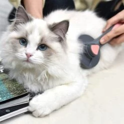 TRIOMPHE Brosse Pour Chiens Chats, Autonettoyante Brosse Poils Morts Pour Chiens Et Chats, Brosse De Toilettage Poils, Petite Pour Chien Et Chat Avec Poils Longs Et Courts(Rose) -Toilletage et hygiène du chien Soldes 41658235 5