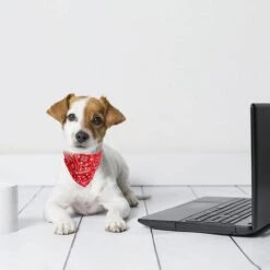 CADEAUX Lot De 4 Colliers Bandana Pour Chien Avec Boucle Réglable - Pour Petits Chiens Et Chats - Taille M -Toilletage et hygiène du chien Soldes 54959868 5