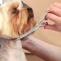 LONGZIMING Ciseaux Coiffure De Chien, Ciseaux De Toilettage En Acier Inoxydable Lame Gromming Courbé Pour Chiens Animaux De Compagnie 9 LONGZIMING Ciseaux Coiffure De Chien, Ciseaux De Toilettage En Acier Inoxydable Lame Gromming Courbé Pour Chiens Animaux De Compagnie -Toilletage et hygiène du chien Soldes 56760709 5