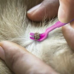 EINEMGELD Crochet à Tiques Pince à Tiques | Différents Crochets Pour Toutes Les Tailles De Tiques | Enlever Les Tiques En Douceur En Quelques Secondes | Rose 6 EINEMGELD Crochet à Tiques Pince à Tiques | Différents Crochets Pour Toutes Les Tailles De Tiques | Enlever Les Tiques En Douceur En Quelques Secondes | Rose -Toilletage et hygiène du chien Soldes 59144991 3