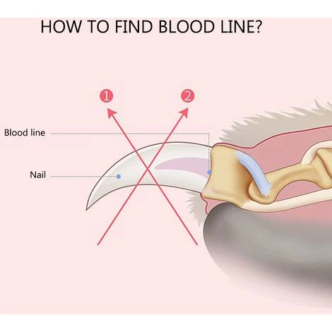 LIFCAUSAL Professional Pet Dog Nail Clipper Avec Serrure Et Lime à Ongles Ciseaux De Toilettage Clippers Pour Animaux Chats Taille S 1 LIFCAUSAL Professional Pet Dog Nail Clipper Avec Serrure Et Lime à Ongles Ciseaux De Toilettage Clippers Pour Animaux Chats Taille S