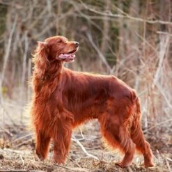 Teinture Pour Cheveux De Chien, Teinture Pour Cheveux Sans Danger Pour Chien, Mode 30 Ml Animal De Compagnie Teinture Pigment Agent Fournitures Produit De Beauté Pour Animaux De Compagnie Vin Rouge LangRay -Toilletage et hygiène du chien Soldes 63586738 4