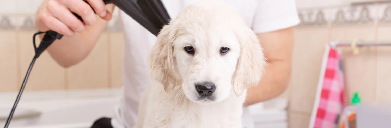 Toilletage et hygiène du chien Soldes -Toilletage et hygiène du chien Soldes 未标题 1